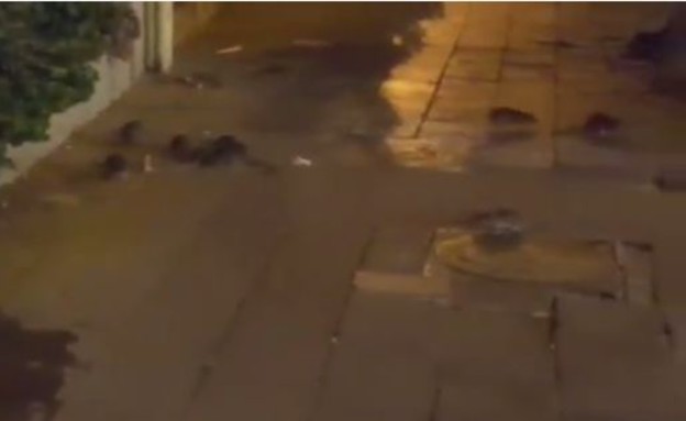 חולדות בתל אביב (צילום: פייסבוק: לארה גטלוב)