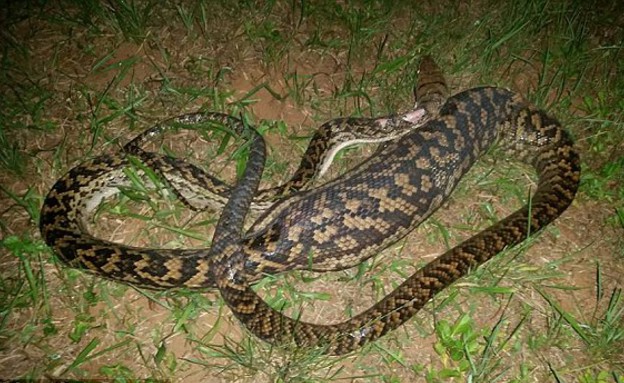 נחש פיתון בולע (צילום: Cairns Snake Removals)