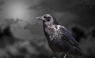 עורב (צילום: Shutterstock)