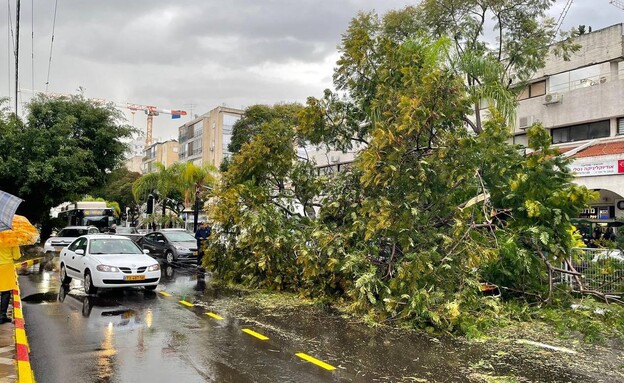 עץ נפל ברחוב הראשי של כפר סבא (צילום: שחר שפירא) עץ נפל ברחוב הראשי של כפר סבא (צילום: שחר שפירא)