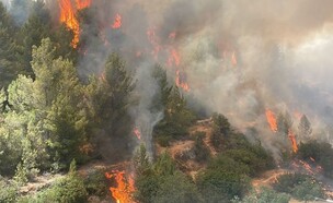 שרפה באזור עין כרם בירושלים (צילום: עדי שיטרית)